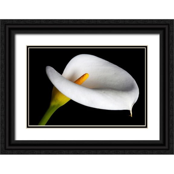 Jaynes Gallery 24x17 Black Ornate Wood Framed with Double Matting Museum Art Print Titled - California Calla lily close-up