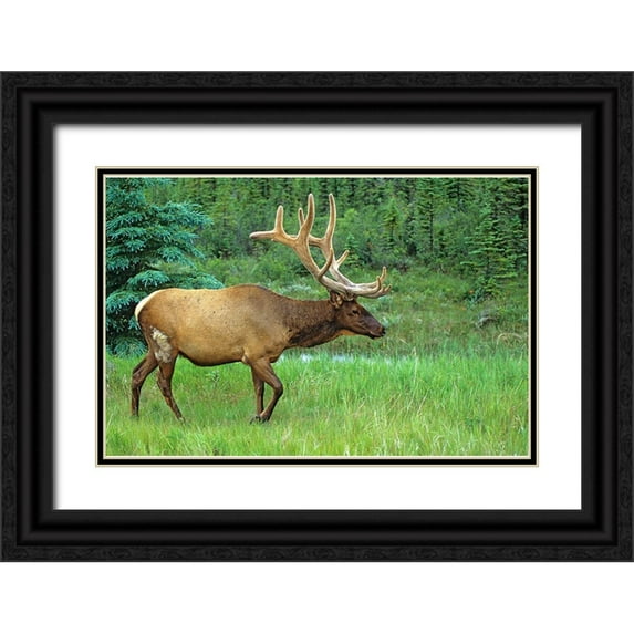 Jaynes Gallery 24x17 Black Ornate Wood Framed with Double Matting Museum Art Print Titled - Canada-Alberta-Jasper National Park Male elk walking