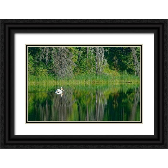 Jaynes Gallery 24x17 Black Ornate Wood Framed with Double Matting Museum Art Print Titled - Canada-Manitoba-The Pas American white pelican on lake