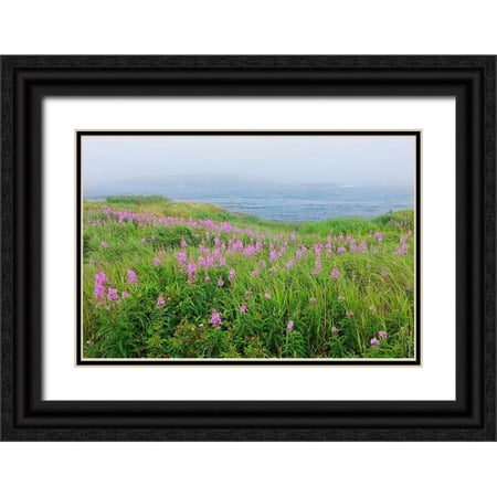 Jaynes Gallery 24x17 Black Ornate Wood Framed with Double Matting Museum Art Print Titled - Canada-Nova Scotia-Bay of Fundy Fireweed and fog on bay