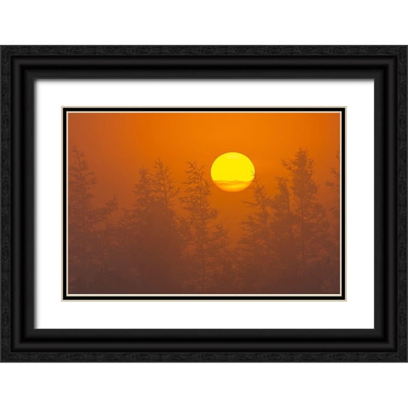 Jaynes Gallery 24x17 Black Ornate Wood Framed with Double Matting Museum Art Print Titled - Canada-Quebec-Havre-Saint-Pierre Trees and fog at sunrise