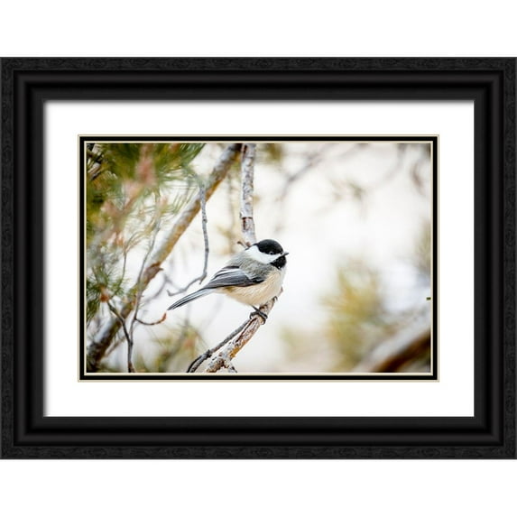 Jaynes Gallery 24x17 Black Ornate Wood Framed with Double Matting Museum Art Print Titled - Colorado-Ft Collins Black-capped chickadee