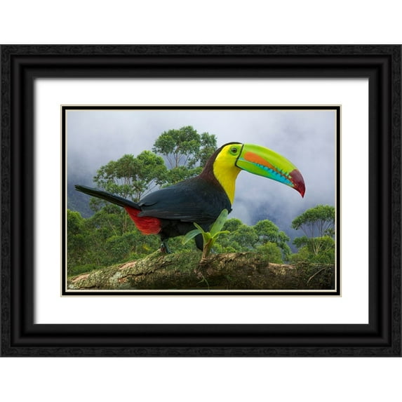 Jaynes Gallery 24x17 Black Ornate Wood Framed with Double Matting Museum Art Print Titled - Costa Rica-Composite close-up of keel-billed toucan