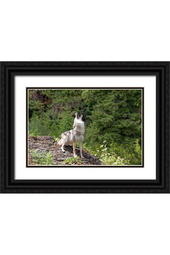 Jaynes Gallery 24x17 Black Ornate Wood Framed with Double Matting Museum Art Print Titled - Montana Coyote howling in controlled environment