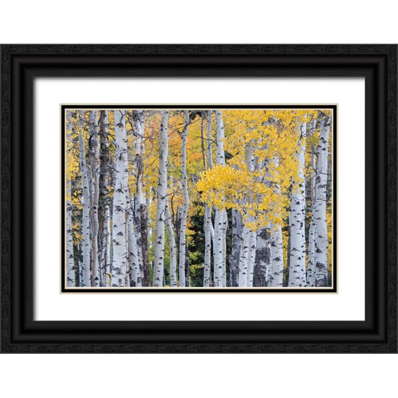 Jaynes Gallery 24x17 Black Ornate Wood Framed with Double Matting Museum Art Print Titled - USA-Utah-Ashley National Forest Aspen forest in autumn