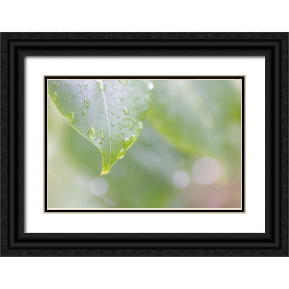 Jaynes Gallery 24x17 Black Ornate Wood Framed with Double Matting Museum Art Print Titled - USA-Washington State-Seabeck Raindrops on lilac leaf