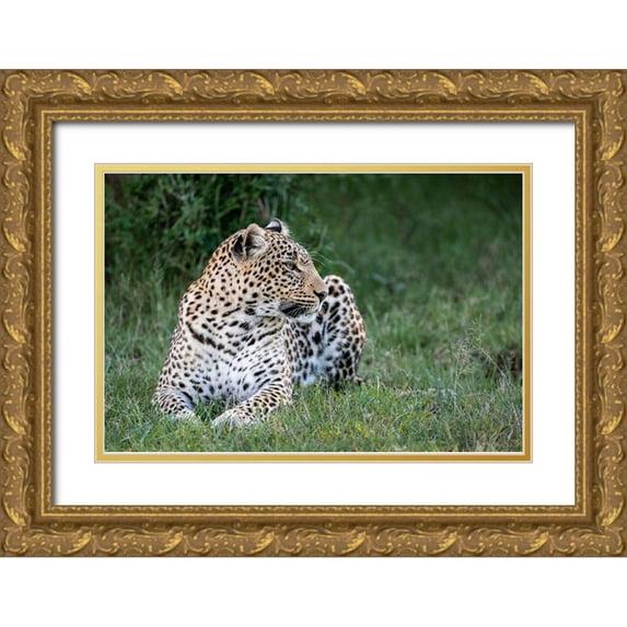 Jaynes Gallery 24x17 Gold Ornate Wood Framed with Double Matting Museum Art Print Titled - Africa-Kenya-Maasai Mara National Reserve Close-up of resting leopard
