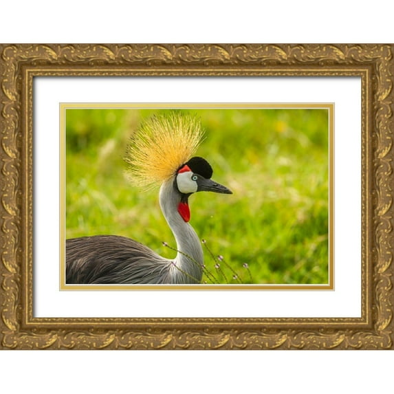 Jaynes Gallery 24x17 Gold Ornate Wood Framed with Double Matting Museum Art Print Titled - Africa-Tanzania-Ngorongoro Crater Crowned crane bird close-up