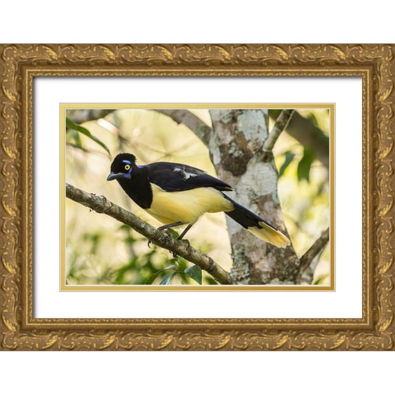Jaynes Gallery 24x17 Gold Ornate Wood Framed with Double Matting Museum Art Print Titled - Argentina-Iguazu Falls National Park Plush-crested jay in tree