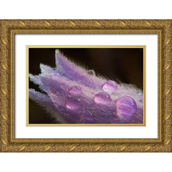 Jaynes Gallery 24x17 Gold Ornate Wood Framed with Double Matting Museum Art Print Titled - Canada-Manitoba-Sandilands Provincial Forest Prairie crocus flowers with dew lose-up