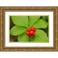 thumbnail image 1 of Jaynes Gallery 24x17 Gold Ornate Wood Framed with Double Matting Museum Art Print Titled - Canada-Quebec-Rivière-au-Tonnerre Bunchberry fruit and leaves close-up, 1 of 4