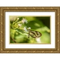 thumbnail image 1 of Jaynes Gallery 24x17 Gold Ornate Wood Framed with Double Matting Museum Art Print Titled - Caribbean-Trinidad-Asa Wright Nature Center Agnosia clearwing butterfly feeding, 1 of 4