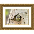 thumbnail image 1 of Jaynes Gallery 24x17 Gold Ornate Wood Framed with Double Matting Museum Art Print Titled - Colorado-Rock Mountain National Park Violet-green swallow at nest hole in tree, 1 of 4