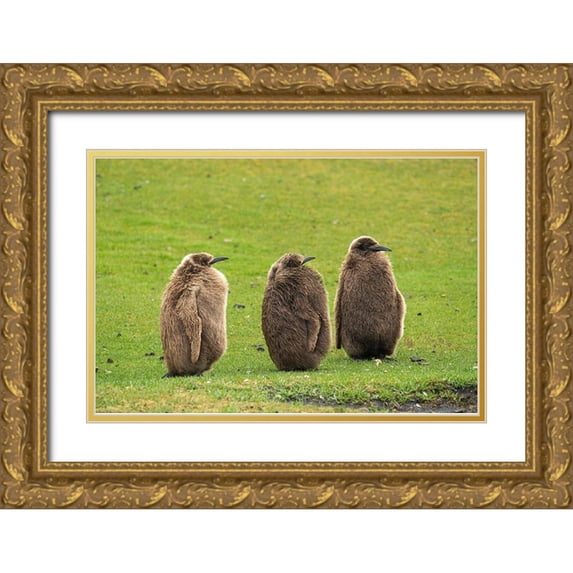 Jaynes Gallery 24x17 Gold Ornate Wood Framed with Double Matting Museum Art Print Titled - Falkland Islands-Saunders Island Close-up of king penguin chicks or oakum boys
