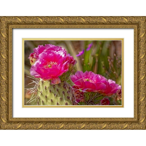 Jaynes Gallery 24x17 Gold Ornate Wood Framed with Double Matting Museum Art Print Titled - USA-Colorado-Fort Collins Prickly pear cactus flowers close-up