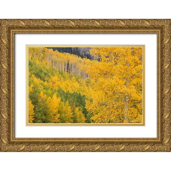 Jaynes Gallery 24x17 Gold Ornate Wood Framed with Double Matting Museum Art Print Titled - USA-Colorado-Uncompahgre National Forest Autumn-colored forest