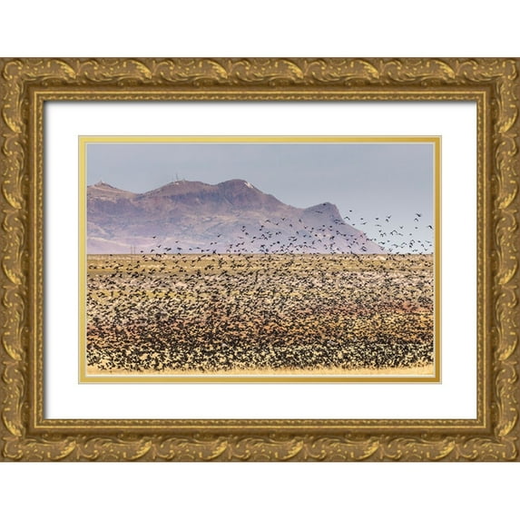 Jaynes Gallery 24x17 Gold Ornate Wood Framed with Double Matting Museum Art Print Titled - USA-New Mexico-Bosque Del Apache National Wildlife Refuge-Red-winged blackbirds taking flight