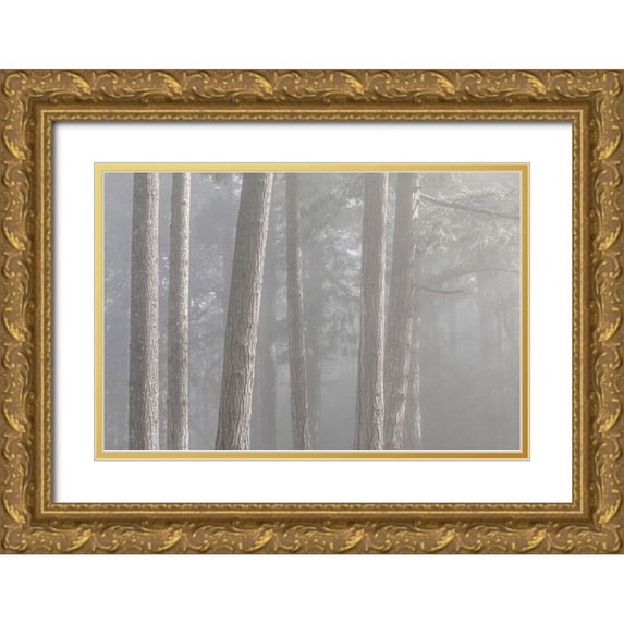 Jaynes Gallery 24x17 Gold Ornate Wood Framed with Double Matting Museum Art Print Titled - Washington State-Seabeck Forest fog in Scenic Beach State Park