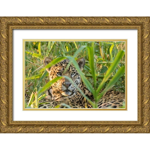 Jaynes Gallery 24x17 Gold Ornate Wood Framed with Double Matting Museum Art Print Titled - Brazil-Pantanal Close-up of jaguar
