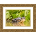 thumbnail image 1 of Jaynes Gallery 24x17 Gold Ornate Wood Framed with Double Matting Museum Art Print Titled - Brazil-Pantanal Jacare caiman reptile in water, 1 of 4
