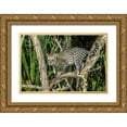 thumbnail image 1 of Jaynes Gallery 24x17 Gold Ornate Wood Framed with Double Matting Museum Art Print Titled - Brazil-Pantanal Ocelot on tree branch, 1 of 4