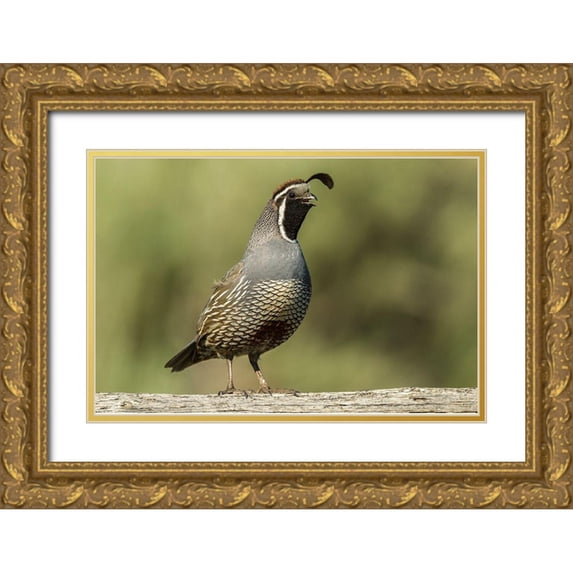 Jaynes Gallery 24x17 Gold Ornate Wood Framed with Double Matting Museum Art Print Titled - Oregon-Harney County-California quail