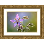 Jaynes Gallery 24x17 Gold Ornate Wood Framed with Double Matting Museum Art Print Titled - USA-Washington State-Seabeck Raindrops on borage flower