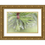 Jaynes Gallery 24x17 Gold Ornate Wood Framed with Double Matting Museum Art Print Titled - USA-Washington State-Seabeck Raindrops on pine needles