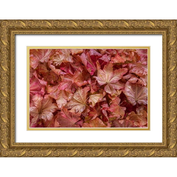Jaynes Gallery 24x17 Gold Ornate Wood Framed with Double Matting Museum Art Print Titled - USA-Washington State-Seabeck Vine maple leaves in autumn