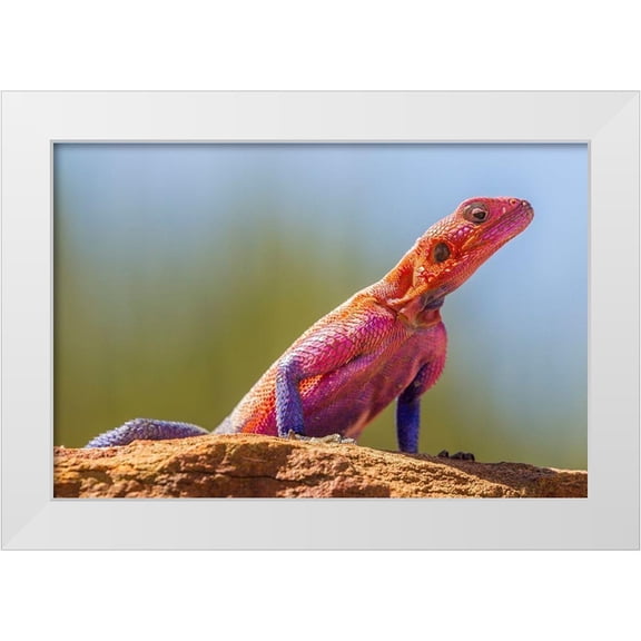 Jaynes Gallery 24x17 White Modern Wood Framed Museum Art Print Titled - Africa-Tanzania-Serengeti National Park Agama lizard close-up
