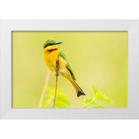 Jaynes Gallery 24x17 White Modern Wood Framed Museum Art Print Titled - Africa-Tanzania-Tarangire National Park Little bee eater close-up