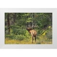 thumbnail image 1 of Jaynes Gallery 24x17 White Modern Wood Framed Museum Art Print Titled - Canada-Alberta-Jasper National Park Male elk calling, 1 of 4