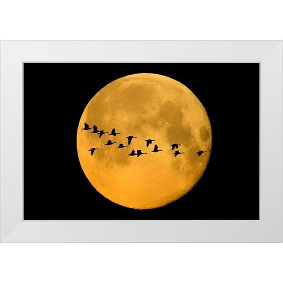 Jaynes Gallery 24x17 White Modern Wood Framed Museum Art Print Titled - Canada-Winnipeg Montage of geese flying past harvest moon