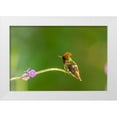 thumbnail image 1 of Jaynes Gallery 24x17 White Modern Wood Framed Museum Art Print Titled - Caribbean-Trinidad-Asa Wright Nature Center Male tufted coquette hummingbird and vervine flower, 1 of 4