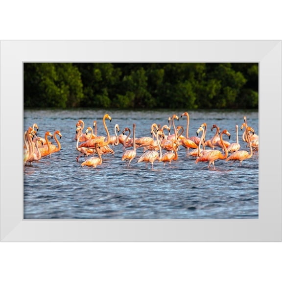 Jaynes Gallery 24x17 White Modern Wood Framed Museum Art Print Titled - Caribbean-Trinidad-Caroni Swamp American greater flamingos in water
