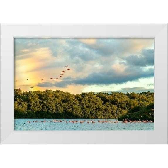 Jaynes Gallery 24x17 White Modern Wood Framed Museum Art Print Titled - Caribbean-Trinidad-Caroni Swamp Scarlet ibis birds in flight and flamingos in water