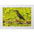 thumbnail image 1 of Jaynes Gallery 24x17 White Modern Wood Framed Museum Art Print Titled - Caribbean-Trinidad Striated heron close-up, 1 of 4