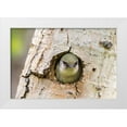 thumbnail image 1 of Jaynes Gallery 24x17 White Modern Wood Framed Museum Art Print Titled - Colorado-Rock Mountain National Park Violet-green swallow at nest hole in tree, 1 of 4