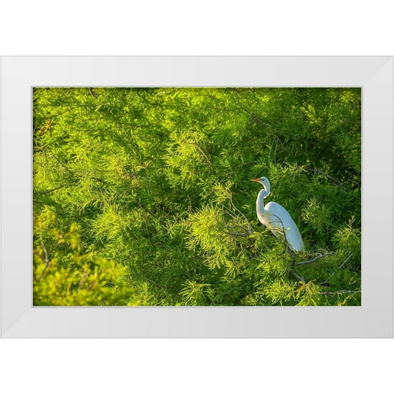 Jaynes Gallery 24x17 White Modern Wood Framed Museum Art Print Titled - Florida-Anastasia Island Great egret in tree foliage