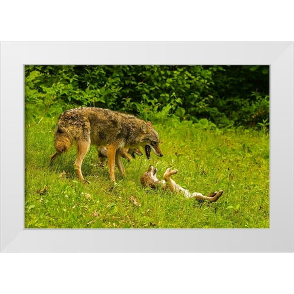 Jaynes Gallery 24x17 White Modern Wood Framed Museum Art Print Titled - Minnesota-Pine County Coyote mother with pups