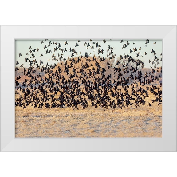 Jaynes Gallery 24x17 White Modern Wood Framed Museum Art Print Titled - New Mexico-Bosque del Apache National Wildlife Reserve Winter flock of red-winged blackbirds