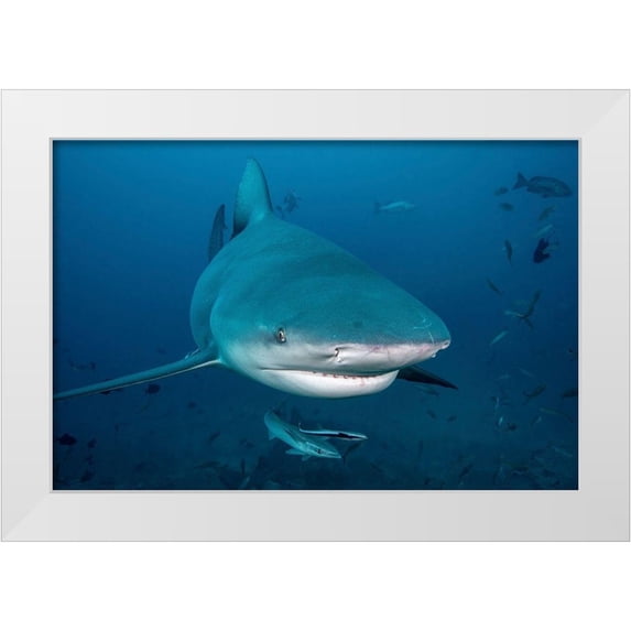 Jaynes Gallery 24x17 White Modern Wood Framed Museum Art Print Titled - South Pacific-Fiji Bull shark close-up