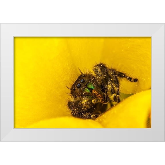 Jaynes Gallery 24x17 White Modern Wood Framed Museum Art Print Titled - Texas-McMullen County Jumping spider inside prickly pear cactus blossom