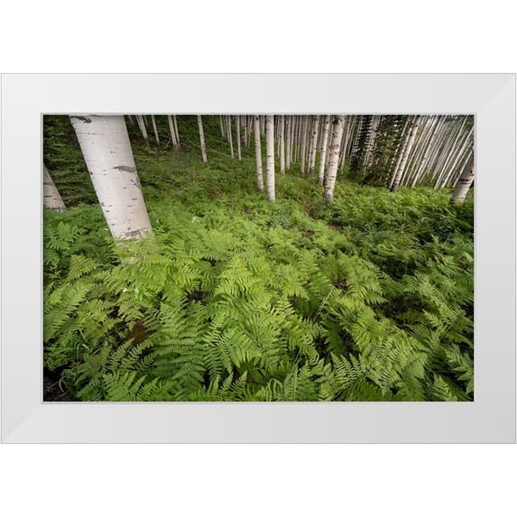 Jaynes Gallery 24x17 White Modern Wood Framed Museum Art Print Titled - USA-Colorado-Gunnison National Forest Aspen trees and western bracken ferns in forest