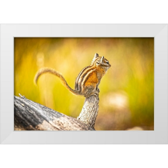 Jaynes Gallery 24x17 White Modern Wood Framed Museum Art Print Titled - USA-Colorado Least chipmunk on log