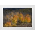 thumbnail image 1 of Jaynes Gallery 24x17 White Modern Wood Framed Museum Art Print Titled - USA-Colorado-Uncompahgre National Forest Aspen trees in late autumn, 1 of 4
