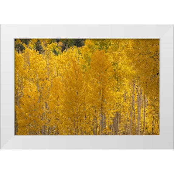Jaynes Gallery 24x17 White Modern Wood Framed Museum Art Print Titled - USA-Colorado-Uncompahgre National Forest Autumn-colored forest
