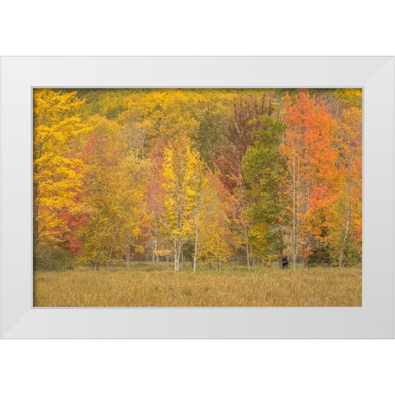 Jaynes Gallery 24x17 White Modern Wood Framed Museum Art Print Titled - USA-Maine-Acadia National Park Forest landscape in autumn colors