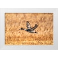 thumbnail image 1 of Jaynes Gallery 24x17 White Modern Wood Framed Museum Art Print Titled - USA-New Mexico-Bosque del Apache National Wildlife Refuge-Pintail duck drake in flight, 1 of 4