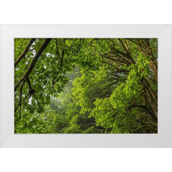 Jaynes Gallery 24x17 White Modern Wood Framed Museum Art Print Titled - USA-Washington State-Seabeck Bigleaf maple trees in Anderson Landing County Park